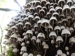 Coprinus disseminatus; commonly known as &quot;fairy inkcap&quot; or &quot;trooping crumble cap&quot; in a tree