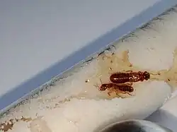 Primary Reproductive with workers