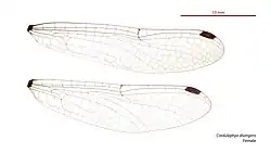 Female wings