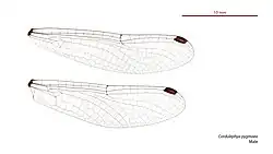 Male wings