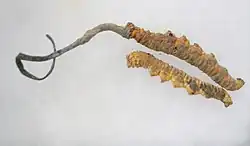 Two dried yellow-orange caterpillars, one with a curly grayish fungus growing out of one of its ends. The grayish fungus is roughly equal to or slightly greater in length than the caterpillar, and tapers in thickness to a narrow end.