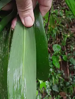 Upper and lower sides of the leaf