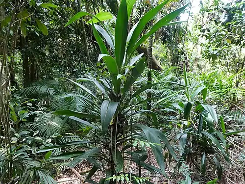Habit, with single stem
