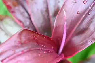 Cut greens - Ti Plant - Cordyline fruticosa