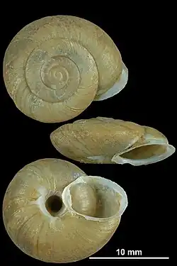 Museum specimen of the shell of Chilostoma crombezi from various perspectives