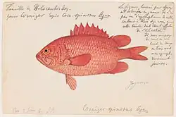 An 1865 watercolor spinycheek soldierfish painting by Jacques Burkhardt.