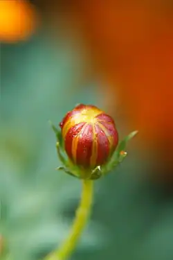 Bud of Cosmos sulphureus