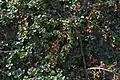 Creeping cotoneaster (Cotoneaster adpressus)