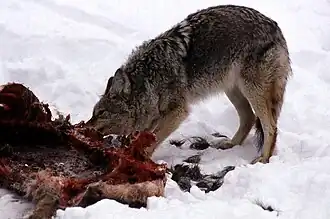 A coyote feeding on elk carrion in Yellowstone National Park's Lamar Valley during winter.