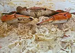 Close-up of crab dip, with a crab atop