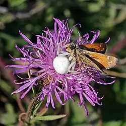 Crab spider (Misumena vatia) with prey
