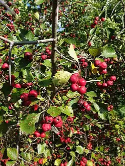 Fruiting Crataegus chrysocarpa var. chrysocarpa collected in Laval, Canada.
