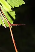 Straight, stout thorns are one to two centimeters long.[9]