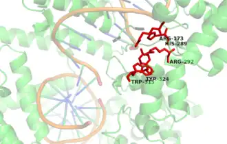 Ribbon diagram of Cre recombinase active site. The enzyme is bound to its substrate (DNA).