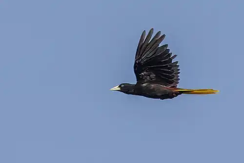 P. d. decumanus, Ecuador