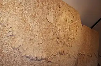 Associated fossil of a Cretodus shark and a Protosphargis sea turtle from the Cretaceous of Italy