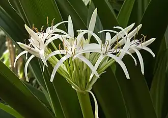 Inflorescence, in cultivation at Birmingham Botanical Gardens (United Kingdom)