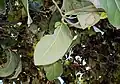 Leaves