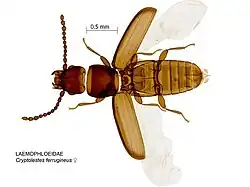 Cryptolestes ferrugineus
