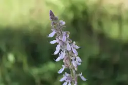 The flowers of the Coleus amboinicus
