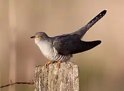 A bird with a grey back, pale underparts and along tail perched on a post