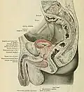 Lateral cross-section of the male pelvis and its contents.