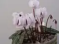 Cyclamen coum subsp. coum f. albissimum 'Lake Effect' (white flowers with no dark markings)