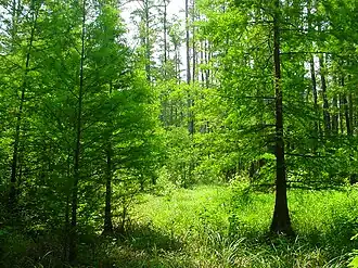 Cypress swamp on Bladen Lakes State Forest in early summer