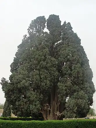 Image 404000 years old Cypress of Abarqu is the oldest tree in Iran and the second oldest tree in the world. (from List of trees of Iran)