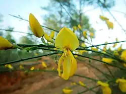 Cytisus grandiflorus in Loulé, Portugal