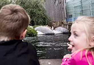 Little penguin exhibit