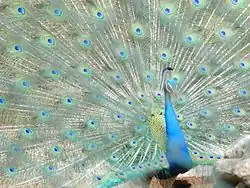 DancingPeacock