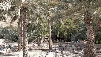 Palm groves and cultivated areas