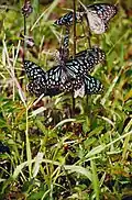 Dark blue tiger butterflies, BRT WLS Chamarajanagar