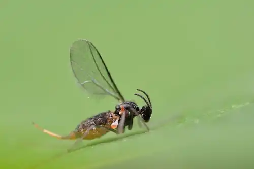 Dasineura brassicae, adult