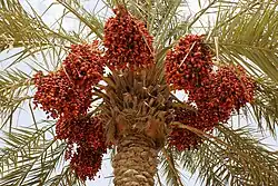 Date bunches on a palm