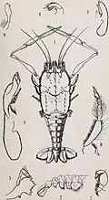 Illustration from Decapoda reptantia of the coasts of Ireland