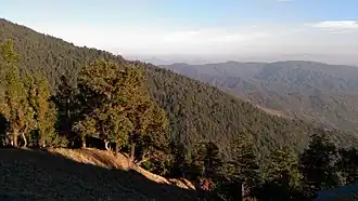Deodar Forest saw while approaching Binsar Valley