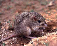 Brown and white long-tailed rat