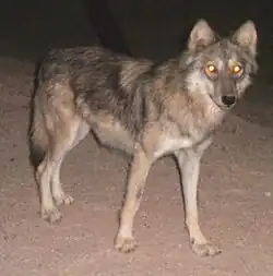 Image of a wolf at night with glowing eyes