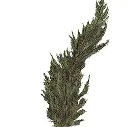 Artistic rendering of Desmarestia kurilensis