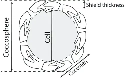 Coccolithophore cell surrounded by its shield of coccoliths. The coccolith-bearing cell is called the coccosphere.[5][6]