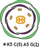 Floral diagram and formula for a Convolvulus flower, showing the number and orientation of the floral organs