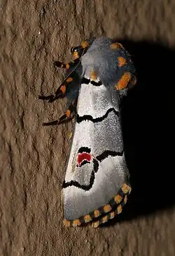 Diaphone eumela (Cherry Spot/Lily Borer) adult