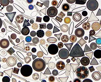 Diatoms are responsible for a big portion of the oxygen produced worldwide