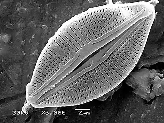 Silicified frustule of a pennate diatom with two overlapping halves