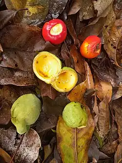 Dehisced fruit and seeds