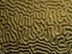 Meanders: symmetrical brain coral, Diploria strigosa
