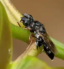 Picture of Dirhinus, a chalcid wasp