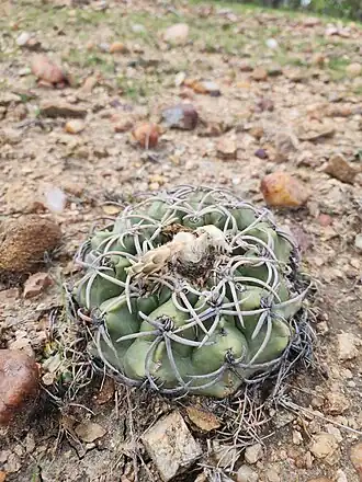 Discocactus bahiensis bahiensis in habitat in Bahia, Brazil
